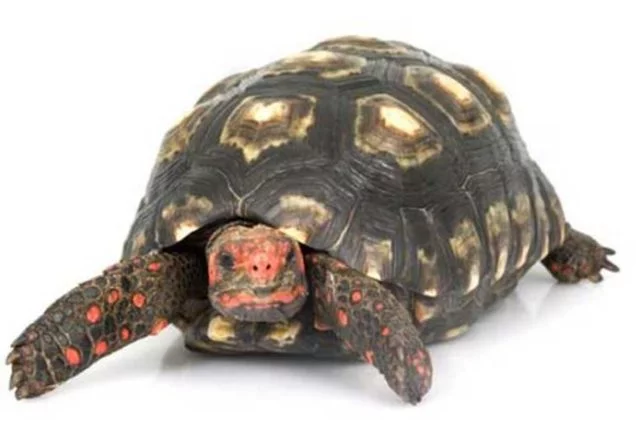 Jabuti