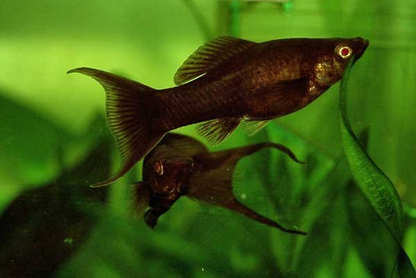 Molinesia Negra