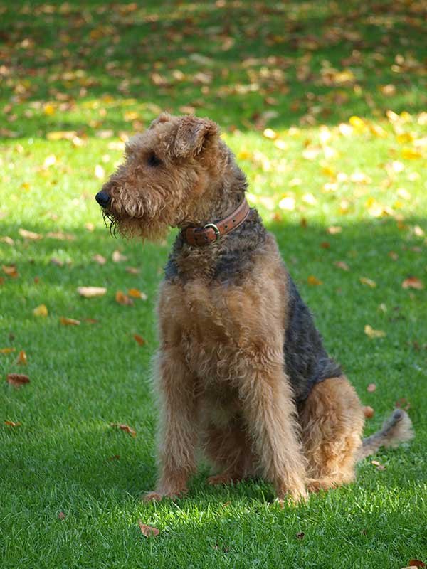 Cão da raça Airedale Terrier