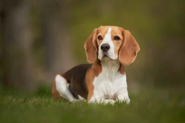 Beagle