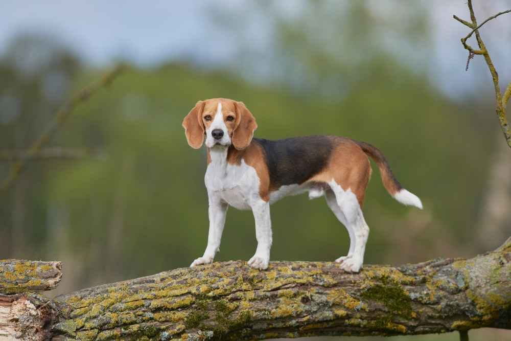Beagle