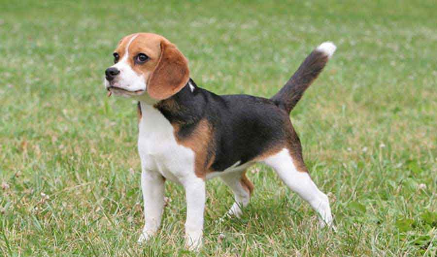 O Beagle