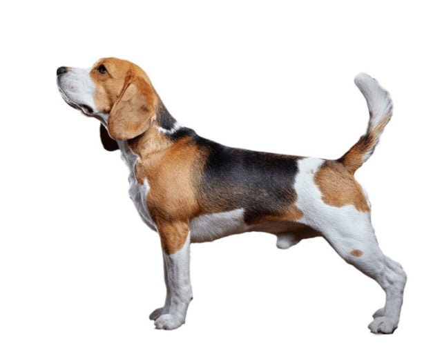 Raça Beagle