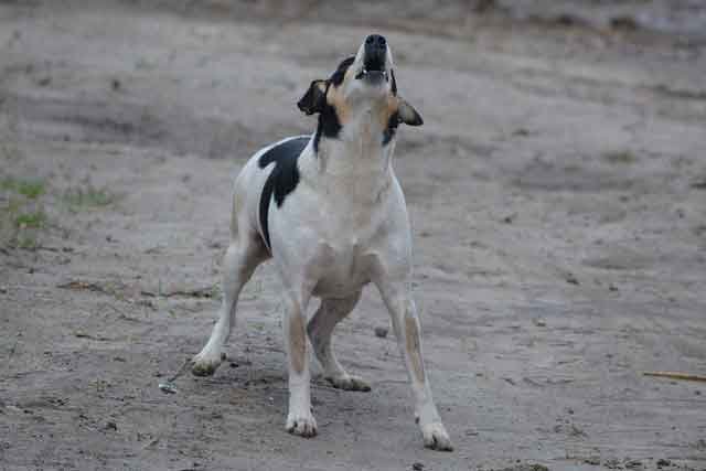Cachorro latindo muito