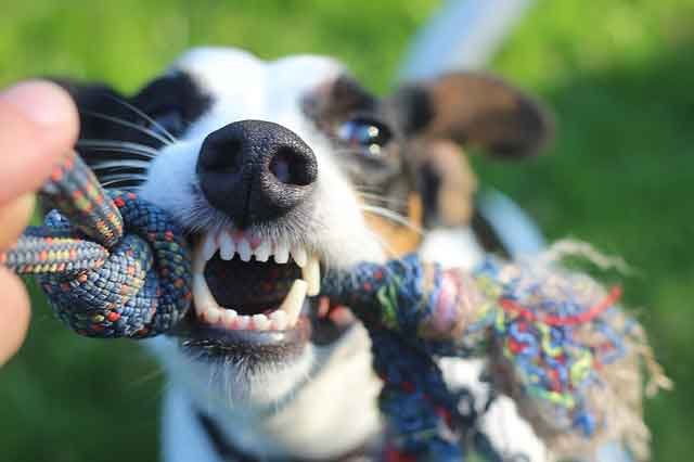 Cachorro Territorialista