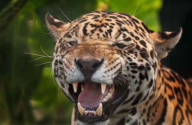 Onça Pintada da Amazônia