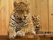 Onça Pintada Onça Pintada Deitada