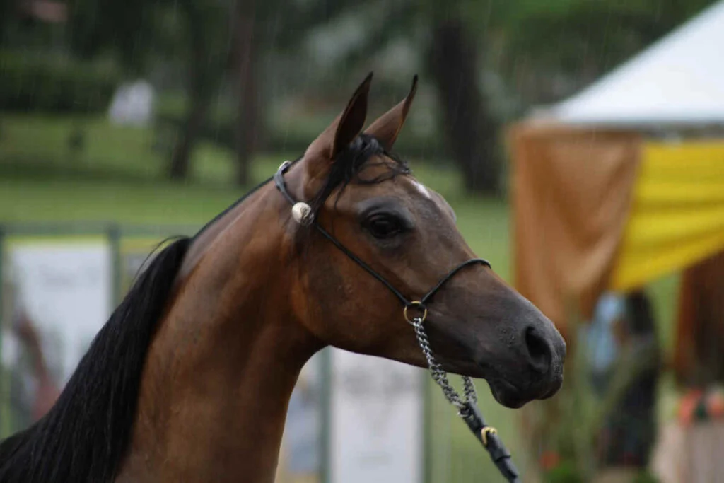 Cavalo Árabe