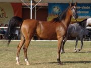 Cavalo Árabe Raca de Cavalo Árabe