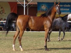 Cavalo Árabe Raca de Cavalo Árabe