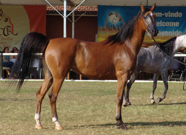 Raca de Cavalo Árabe