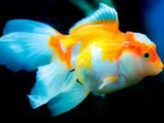 Kinguio – Peixe Japonês Kinguio ou Peixe Japones