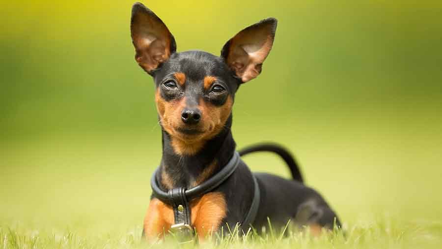 Pinscher de raça