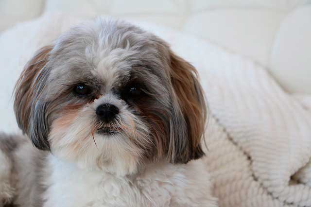 Shih-Tzu filhote