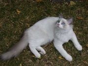 Ragdoll Ragdoll Deitado