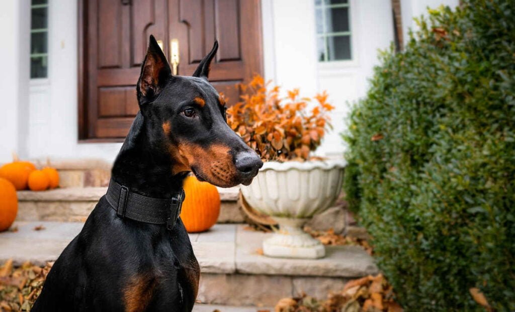 Dobermann_raça