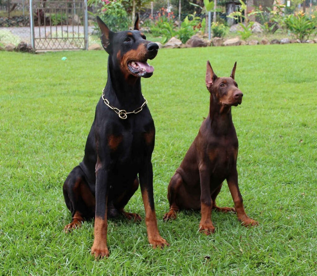 Dobermanns