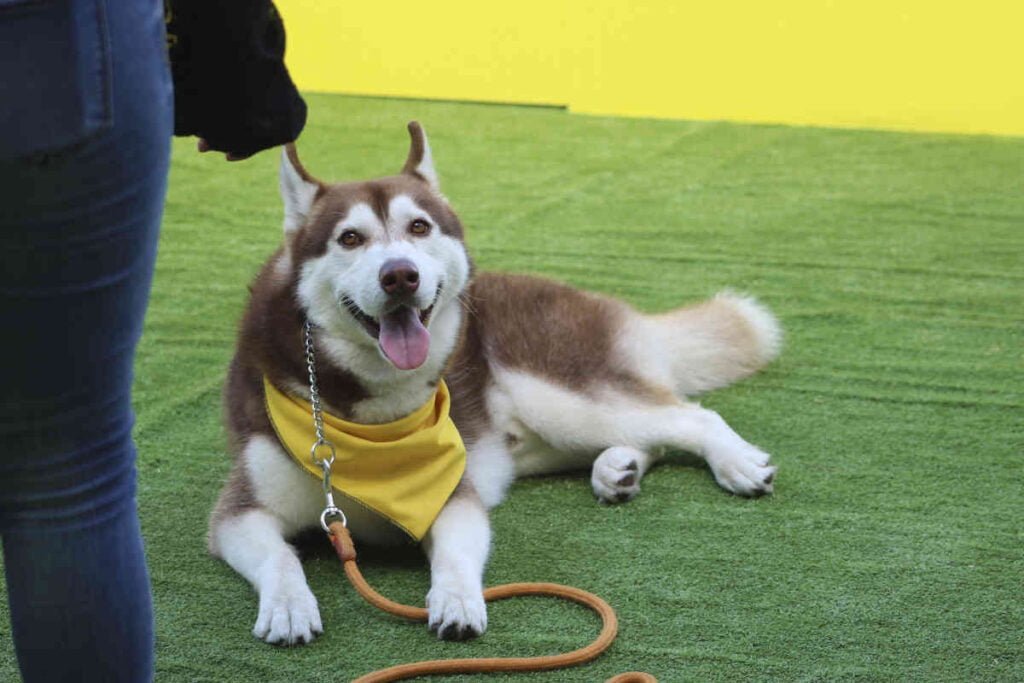 Husky_agility