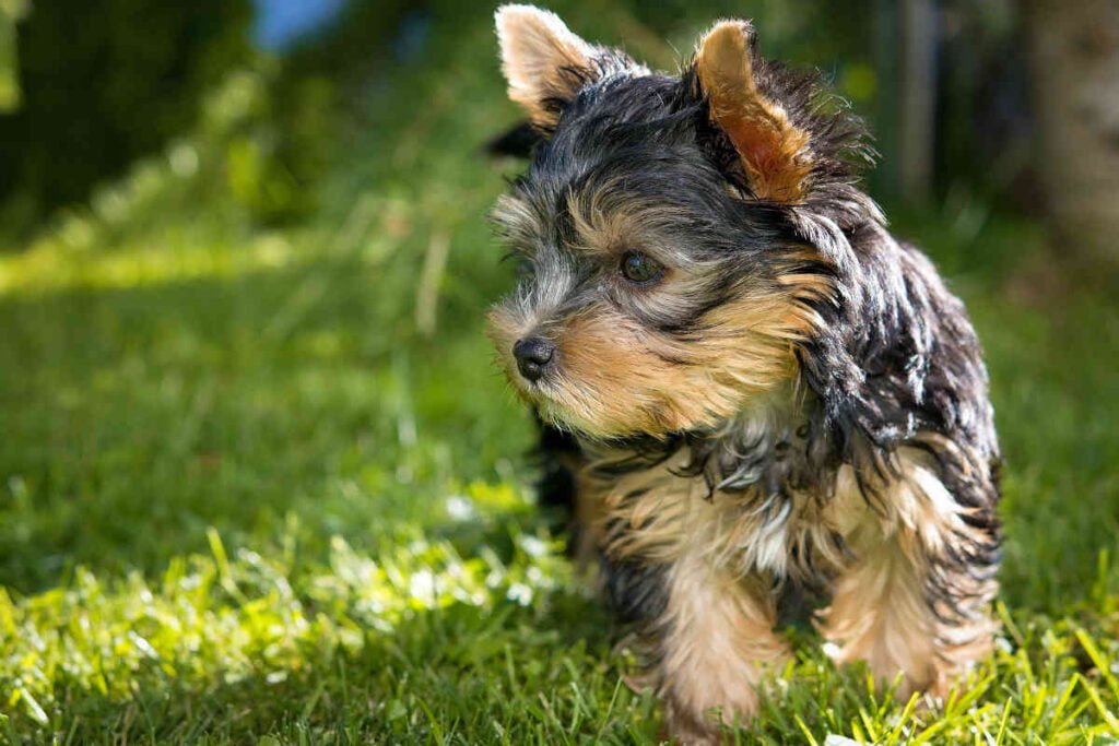 Yorkshire Terrier Filhote