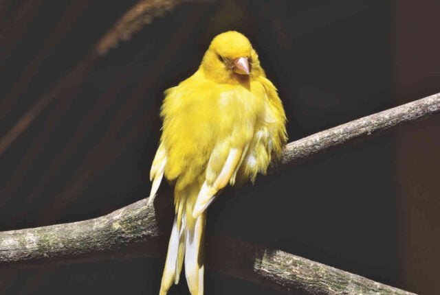 canário
