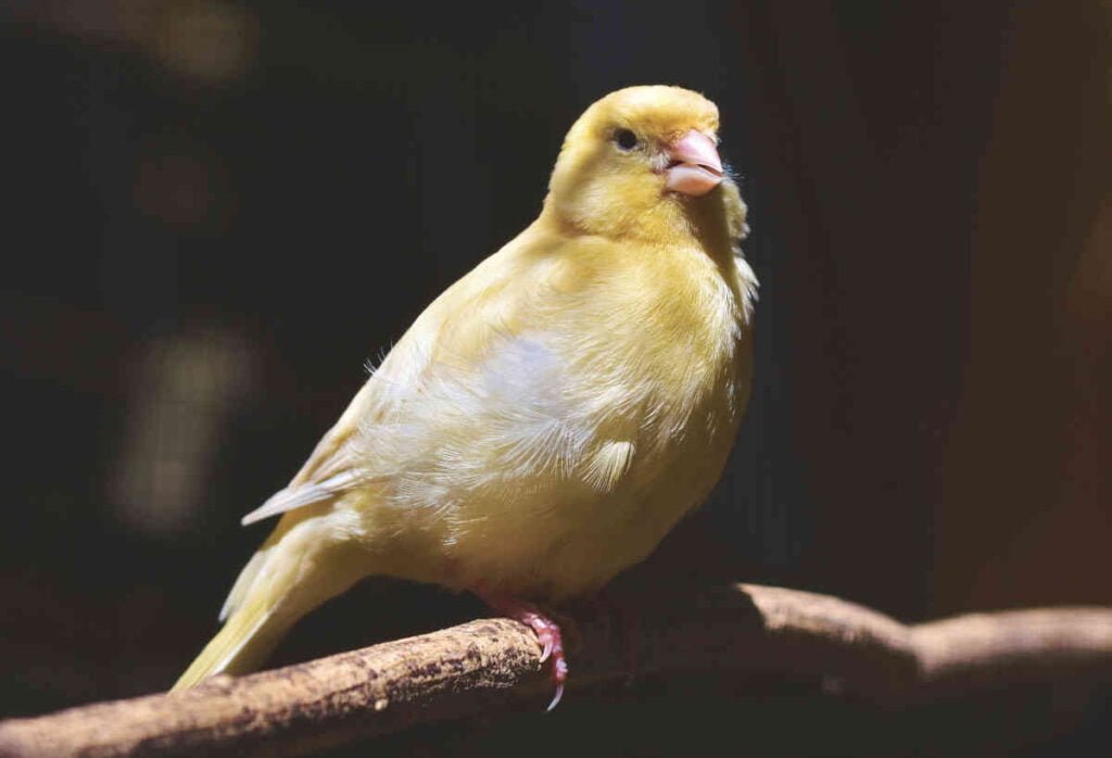 canário amarelo