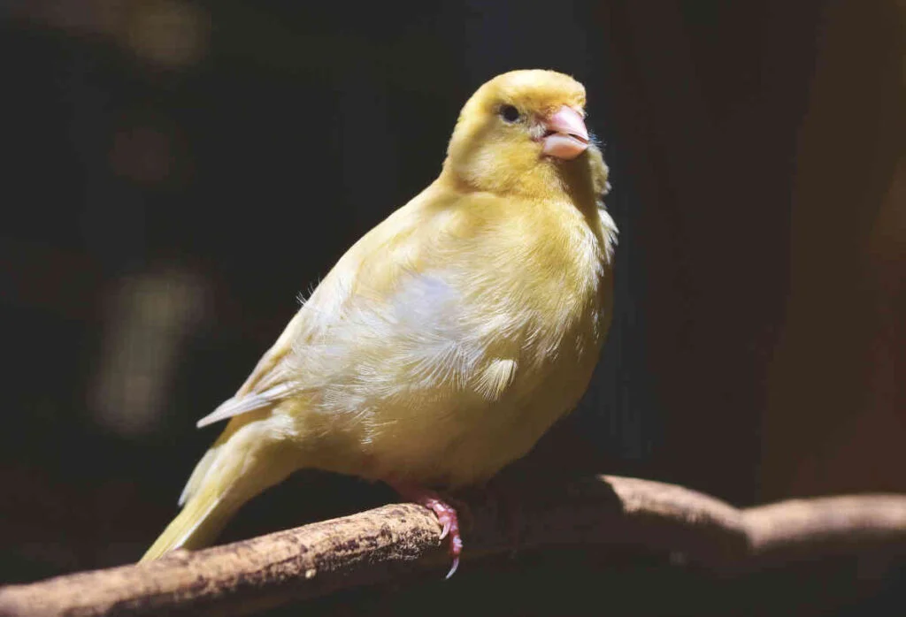 canário amarelo