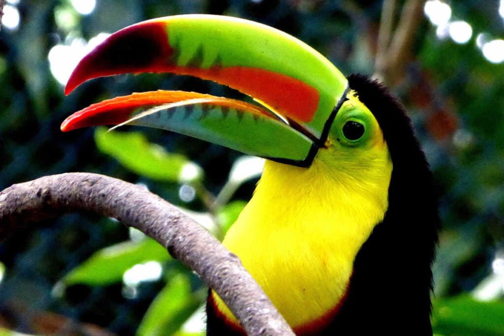 tucano_colorido