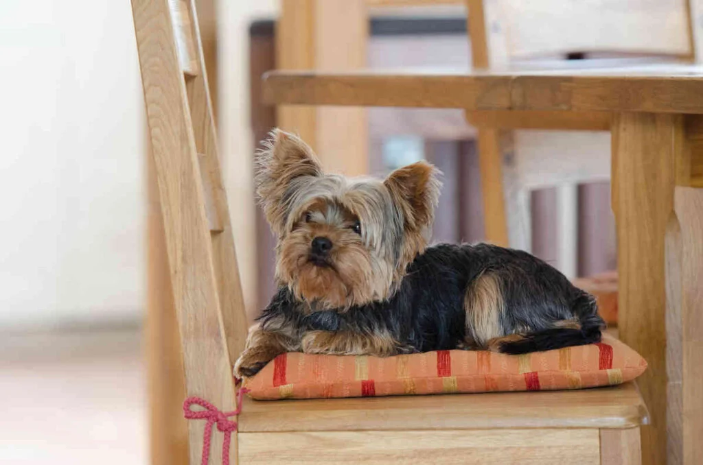 Yorkshire Terrier Deitado
