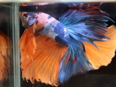 Betta Splendens Betta splendens