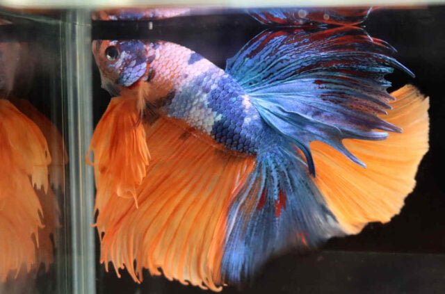 Betta splendens