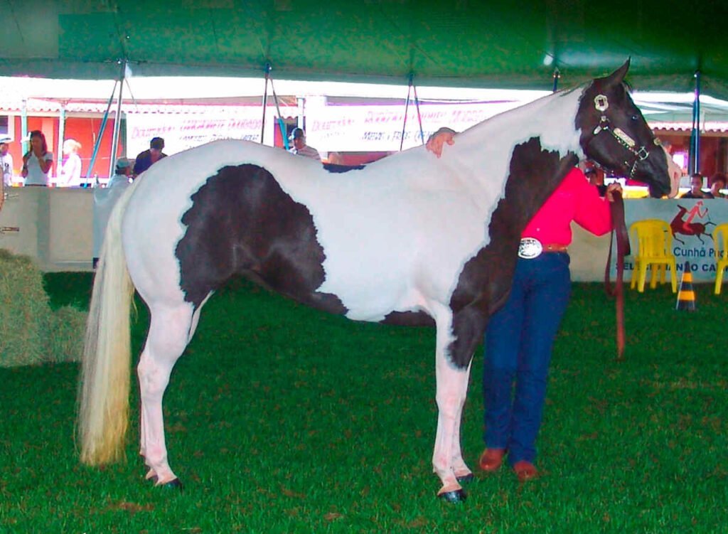 paint horse cavalo