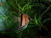 Acará Bandeira Acará Bandeira