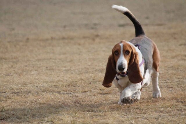 basset basset-hound
