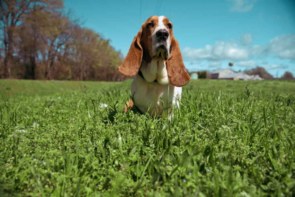basset