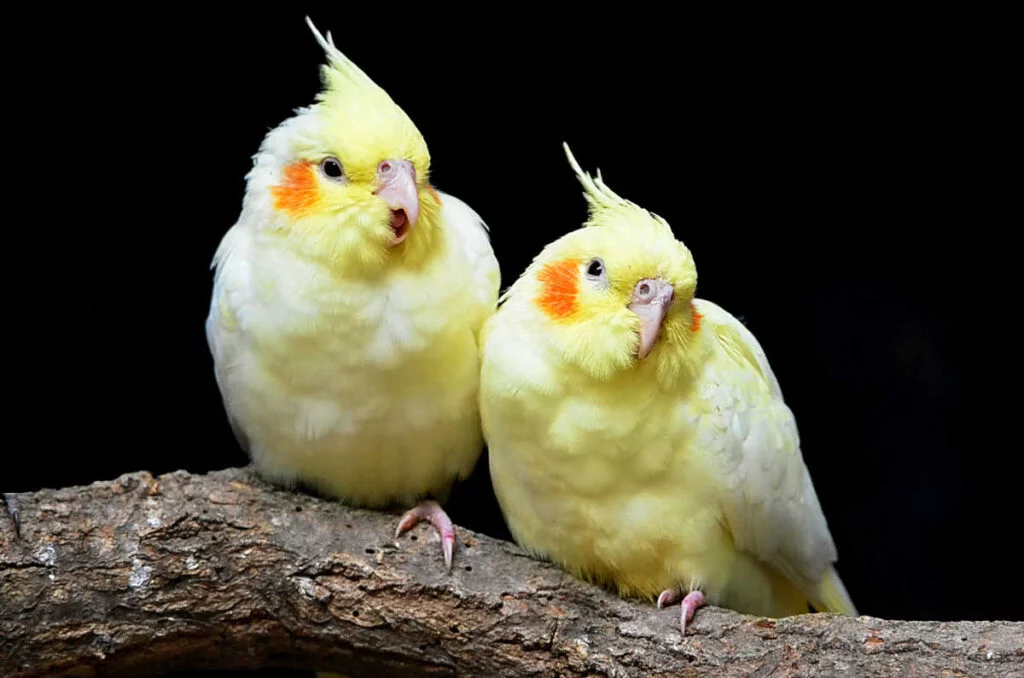 Calopsitas_natureza
