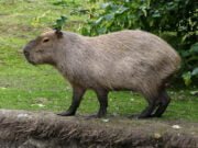 Capivara Capivara