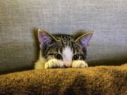 Doença renal crônica em gatos gato doença renal crônica