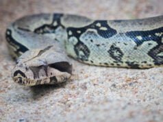 Jiboia Jiboia - Cobra