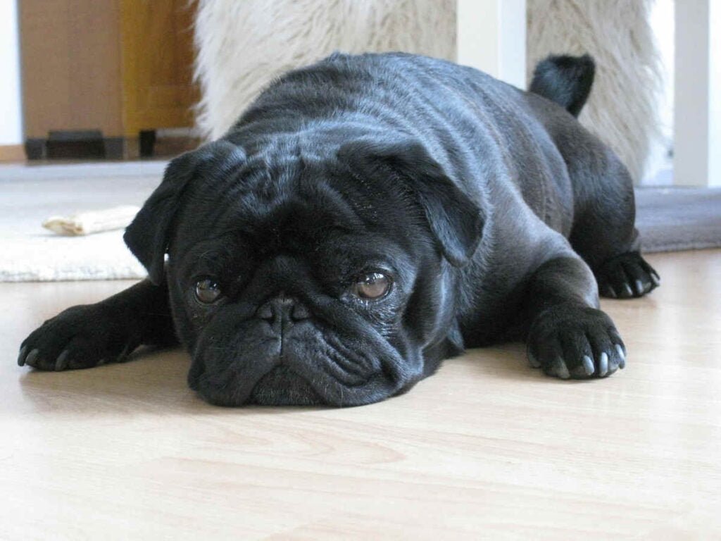 Pug Preto