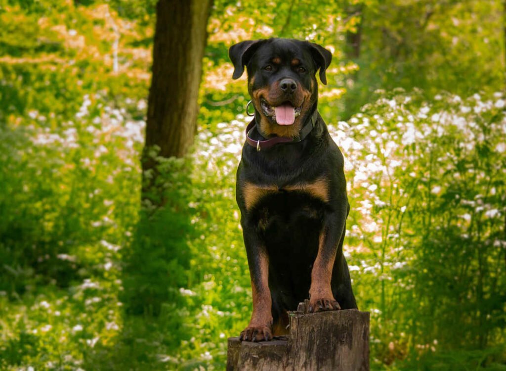 Rotweiler