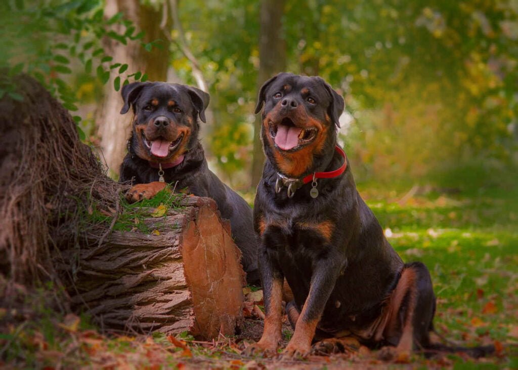 dois Rottweilers