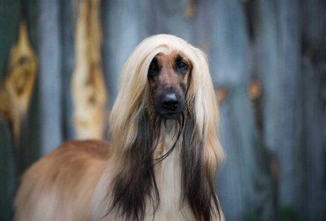 Afghan Hound