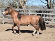 Cavalo Crioulo Raça de Cavalo Crioulo