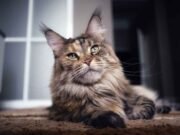 Maine Coon