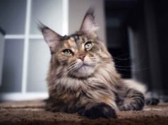 Maine Coon