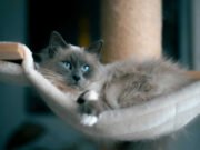 Maine Coon Raça de Gato Maine Coon