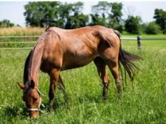 Quarto de Milha Quarto de Milha