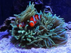 Peixe Palhaço – Clownfish