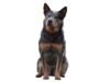 Australian Cattle Dog