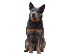 Australian Cattle Dog